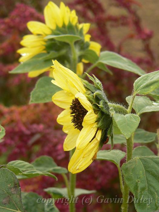 Sunflowers, produce garden, Sissinghurst CastleP1120908.JPG